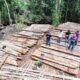 Ilegal logging