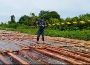Gakkum Kehutanan Gagalkan Peredaran Kayu Ilegal di Ketapang, Ratusan Batang Kayu Diamankan