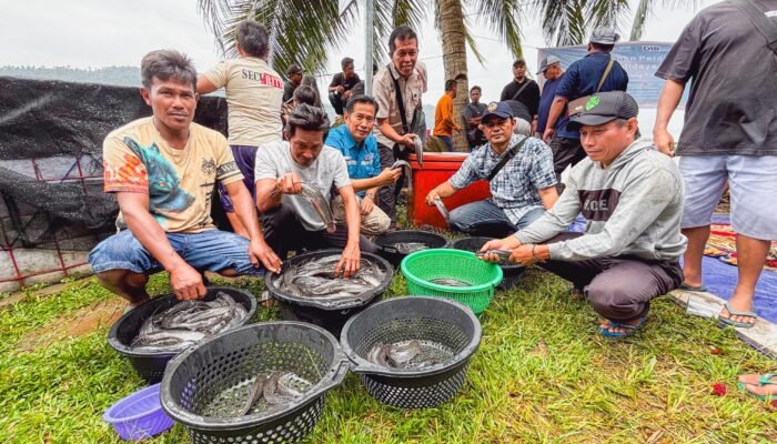 Budidaya Lele Desa Pelapis Berbuah Manis, Warga Gelar Panen Perdana