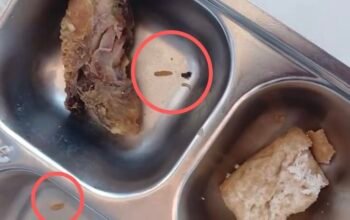 Kualitas MBG Disorot, Ayam Berulat Ditemukan di Kayong Utara