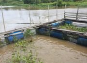 Dinas PPKH Sambas Konsen Awasi Masalah Penyakit Ikan Budidaya Tambak dan Kolam