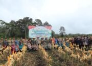 Ketua DPRD Sambas Hadiri Panen Raya Jagung Serentak Kuartal IV Tahun 2025