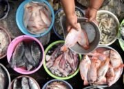 Sekretaris Dinas Perikanan Sambas Ajak Masyarakat Tingkatkan Konsumsi Ikan Lokal