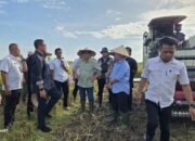 Menteri Sarawak Bawa Pengusaha Beras Tinjau Lokasi Panen Padi di Desa Sabaran Kecamatan Jawai Selatan