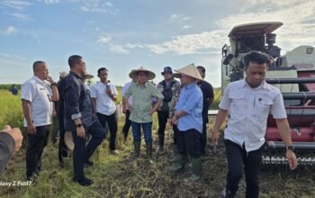 Menteri Sarawak Bawa Pengusaha Beras Tinjau Lokasi Panen Padi di Desa Sabaran Kecamatan Jawai Selatan