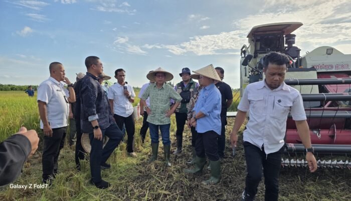 Menteri Sarawak Bawa Pengusaha Beras Tinjau Lokasi Panen Padi di Desa Sabaran Kecamatan Jawai Selatan