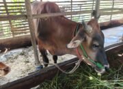 Dinas PPKH Sambas Dorong Pengembangan Peternakan Sapi untuk Perkuat Ekonomi Peternak Lokal