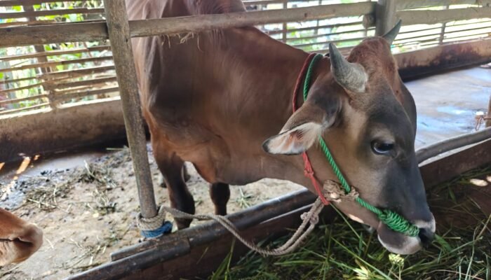 Dinas PPKH Sambas Dorong Pengembangan Peternakan Sapi untuk Perkuat Ekonomi Peternak Lokal