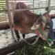 Contoh sapi ternak di Kabupaten Sambas/Foto Jejaring Kalbar