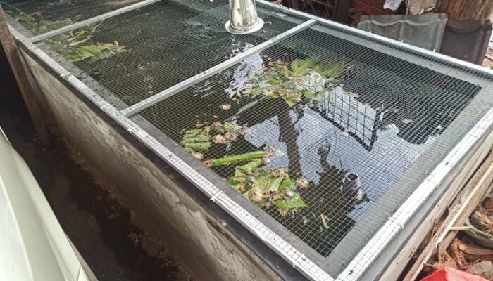 Dinas Perikanan Sambas Dorong Pemanfaatan Pekarangan untuk Budidaya Ikan Skala Rumah Tangga