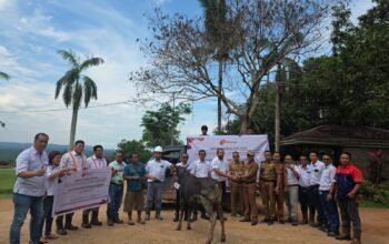 Minamas Plantation Salurkan 9 Ekor Hewan Kurban untuk Masyarakat Marau dan Pemda Ketapang