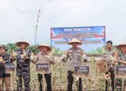 Dukung Swasembada Pangan, Sekda Ketapang Ikuti Panen Raya Jagung Serentak Nasional