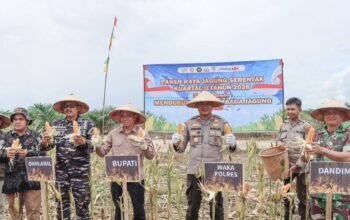 Dukung Swasembada Pangan, Sekda Ketapang Ikuti Panen Raya Jagung Serentak Nasional