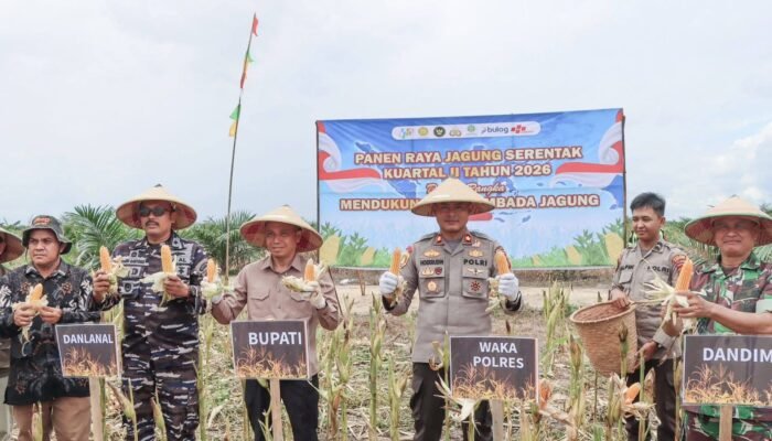 Dukung Swasembada Pangan, Sekda Ketapang Ikuti Panen Raya Jagung Serentak Nasional