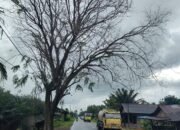 Salah satu pohon tua meranting di Jalan Raya Desa Galang, Kecamatan Sungai Pinyuh, Kabupaten Mempawah.