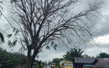 Salah satu pohon tua meranting di Jalan Raya Desa Galang, Kecamatan Sungai Pinyuh, Kabupaten Mempawah.
