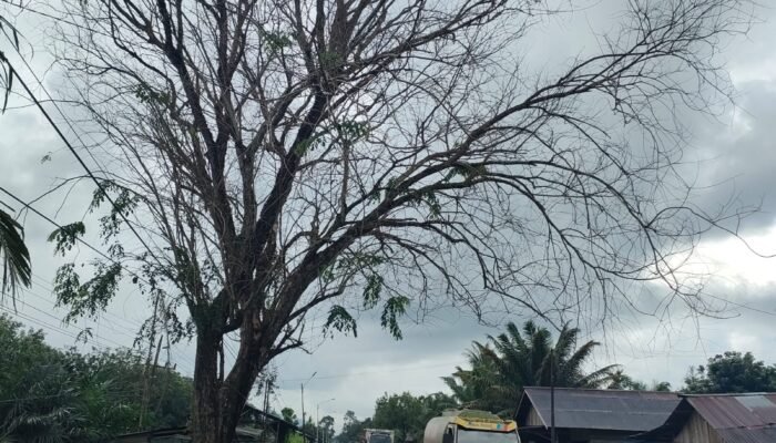 Warga Resah, Pohon Tua di Pinggir Jalan Raya Galang Mengancam Keselamatan