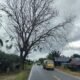 Salah satu pohon tua meranting di Jalan Raya Desa Galang, Kecamatan Sungai Pinyuh, Kabupaten Mempawah.