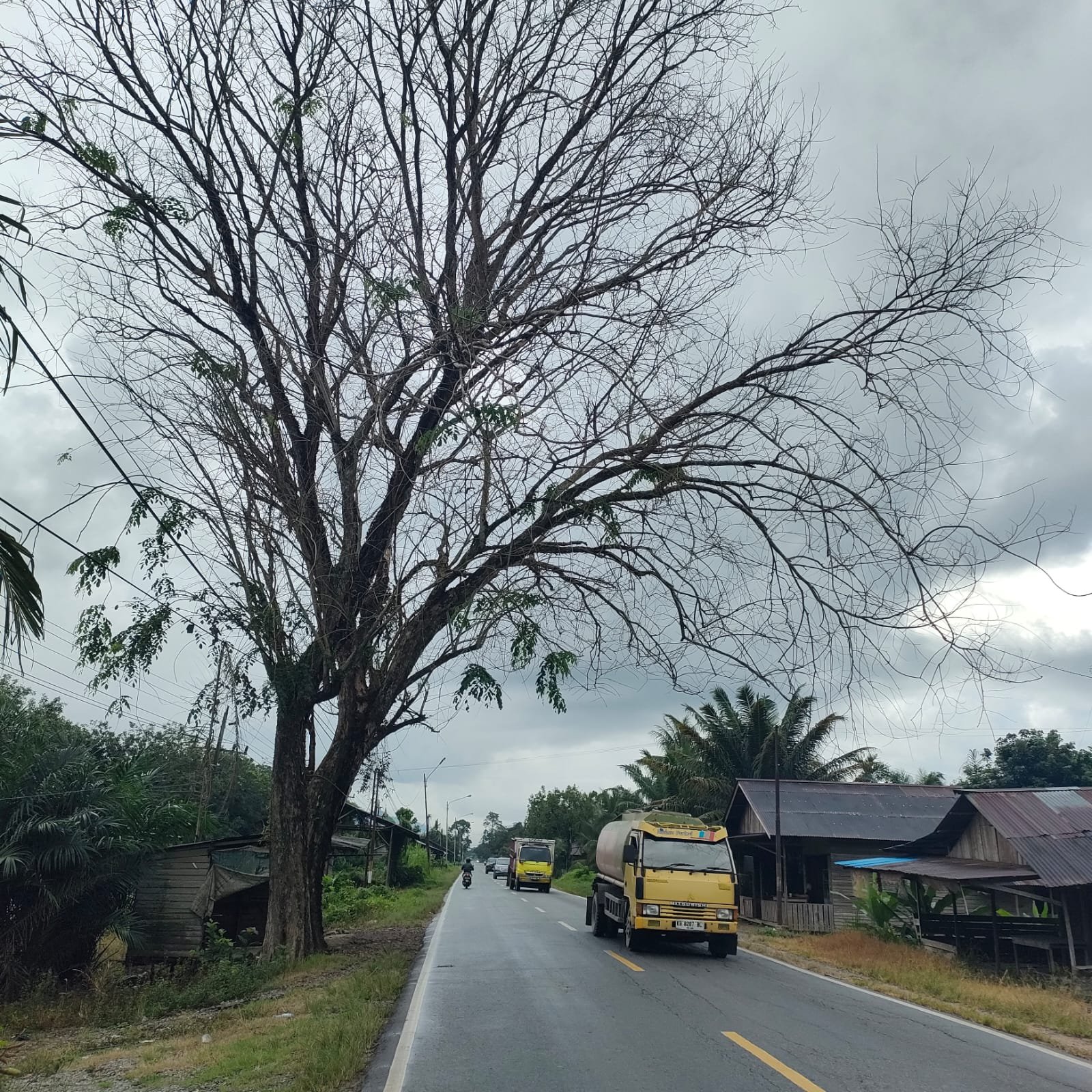 Salah satu pohon tua meranting di Jalan Raya Desa Galang, Kecamatan Sungai Pinyuh, Kabupaten Mempawah.