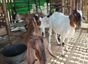 Penanganan Daging Kurban Harus Bersih, Simak Penjelasan Kepala Dinas PPKH Sambas