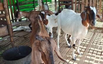 Penanganan Daging Kurban Harus Bersih, Simak Penjelasan Kepala Dinas PPKH Sambas