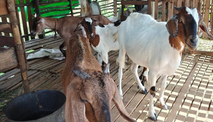 Penanganan Daging Kurban Harus Bersih, Simak Penjelasan Kepala Dinas PPKH Sambas