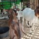 Contoh kambing ternak yang sehat/Foto Jejaring Kalbar