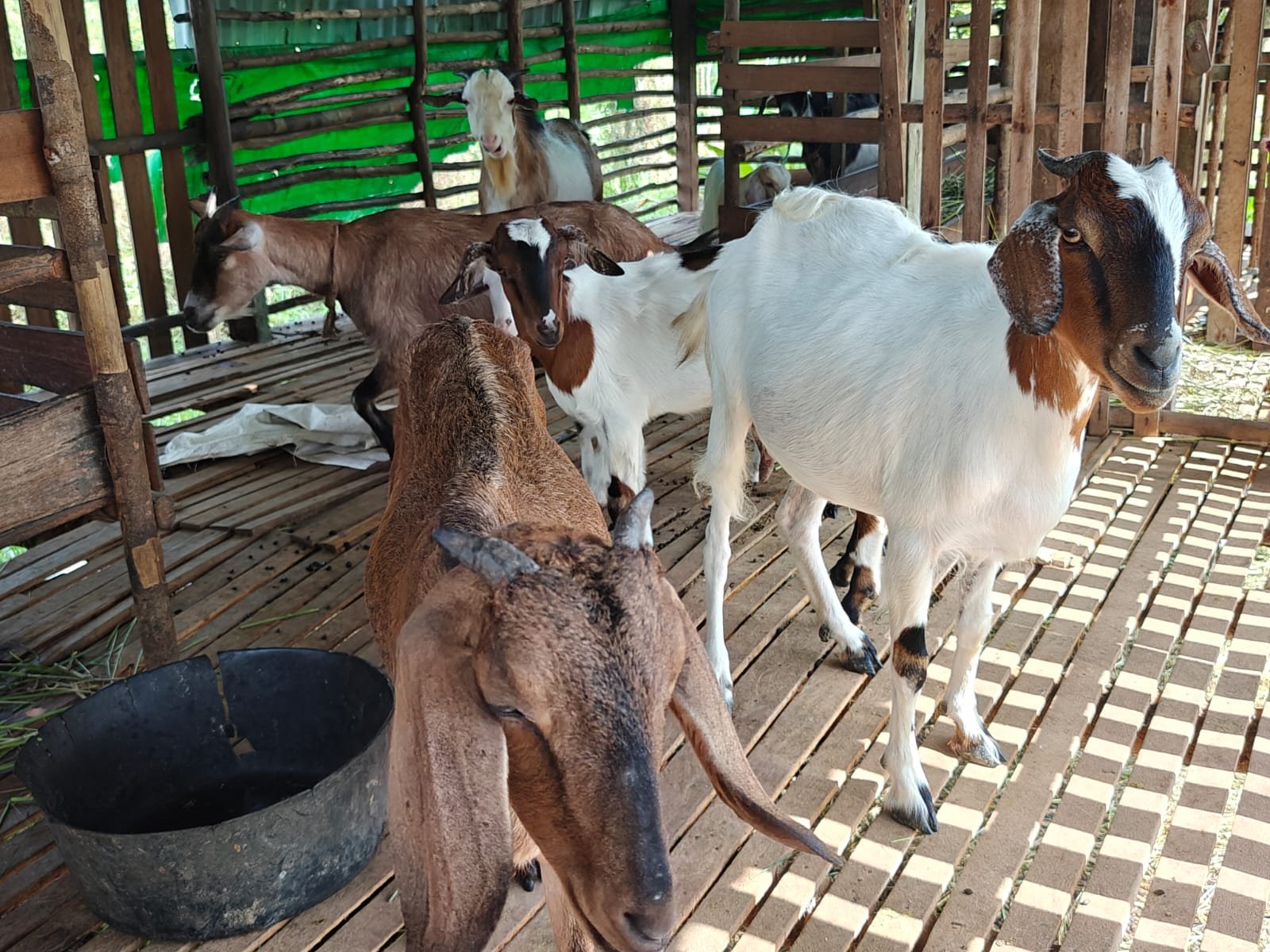 Contoh kambing ternak yang sehat/Foto Jejaring Kalbar