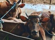 Contoh sapi ternak yang sehat dan siap dipotong/Foto Jejaring Kalbar