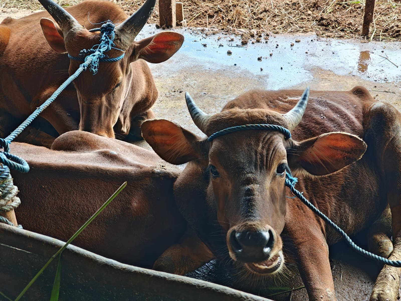 Contoh sapi ternak yang sehat dan siap dipotong/Foto Jejaring Kalbar