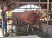 Begini Penampakan Sapi Raksasa Kurban Presiden Prabowo di Kecamatan Tebas, Beratnya 800 Kilogram