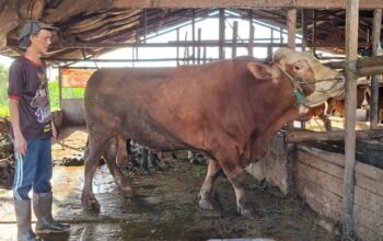 Begini Penampakan Sapi Raksasa Kurban Presiden Prabowo di Kecamatan Tebas, Beratnya 800 Kilogram