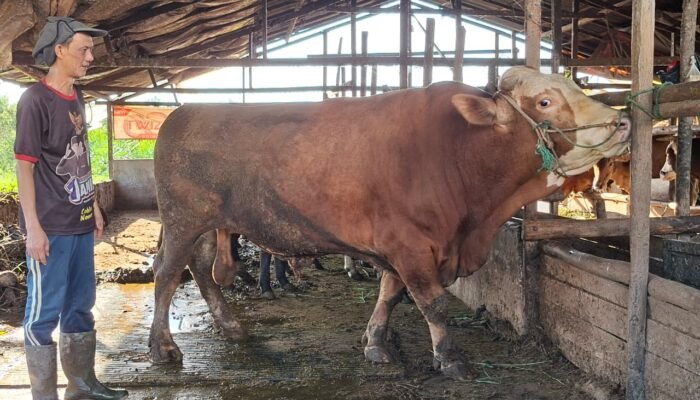 Begini Penampakan Sapi Raksasa Kurban Presiden Prabowo di Kecamatan Tebas, Beratnya 800 Kilogram