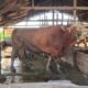 Sapi kurban Presiden untuk Kabupaten Sambas bobotnya mencapai 800 kilogram.
