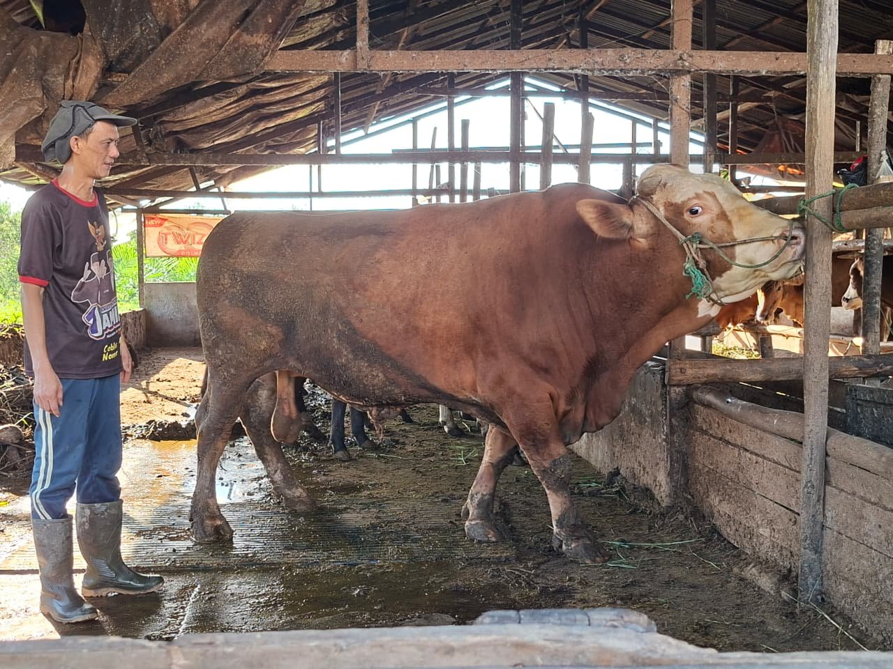 Sapi kurban Presiden untuk Kabupaten Sambas bobotnya mencapai 800 kilogram.