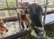 Dinas PPKH Sambas Imbau Peternak Waspada Penyakit Mulut dan Kuku Jelang Iduladha