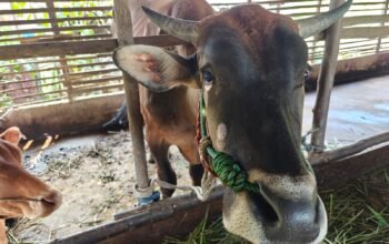 Dinas PPKH Sambas Imbau Peternak Waspada Penyakit Mulut dan Kuku Jelang Iduladha