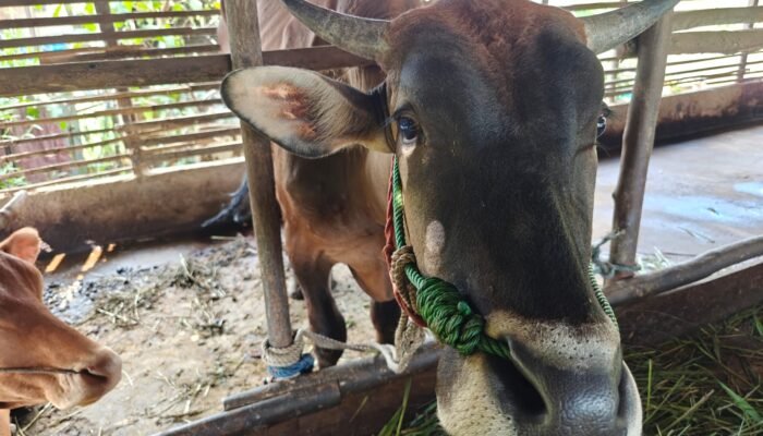 Dinas PPKH Sambas Imbau Peternak Waspada Penyakit Mulut dan Kuku Jelang Iduladha