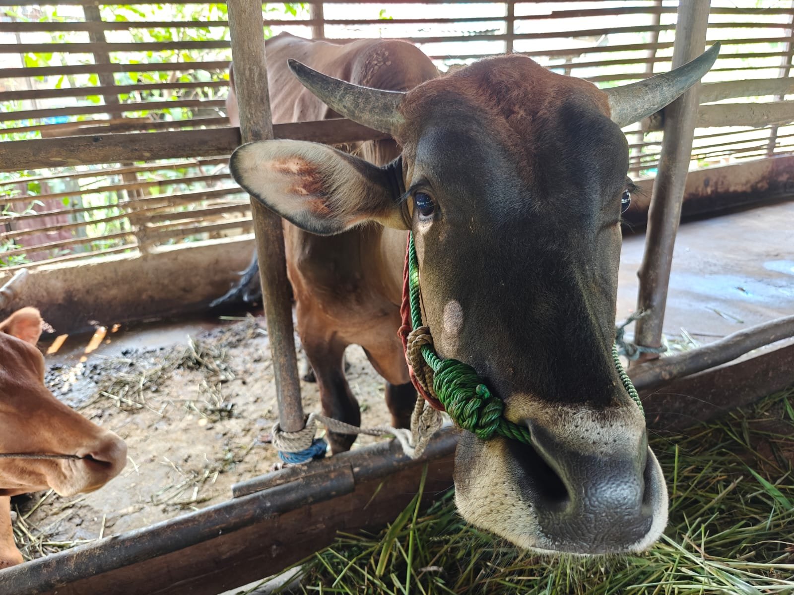 Hewan ternak sapi di Kabupaten Sambas yang sehat.