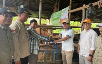 Bupati Sambas Serahkan Sapi Raksasa Kurban Presiden ke Pengurus Masjid Al Muhasabah