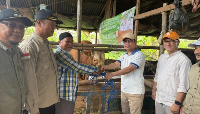 Bupati Sambas Serahkan Sapi Raksasa Kurban Presiden ke Pengurus Masjid Al Muhasabah