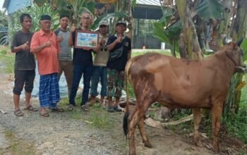 Pengurus surau yang menerima bantuan sapi kurban dari Pemda Mempawah.