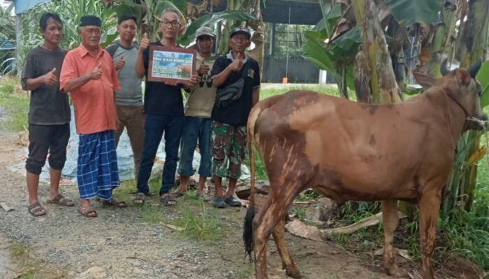 Pengurus Surau Al Barokah Desa Sungai Batang Berterima Kasih Bantuan Sapi Kurban Pemda