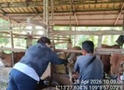 Petugas Keswan Pemkab Sambas Gencarkan Pemeriksaan Hewan Kurban Jelang Iduladha 2026