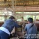 Petugas Keswan Pemkab Sambas gencarkan pemeriksaan kesehatan hewan kurban menjelang Iduladha.