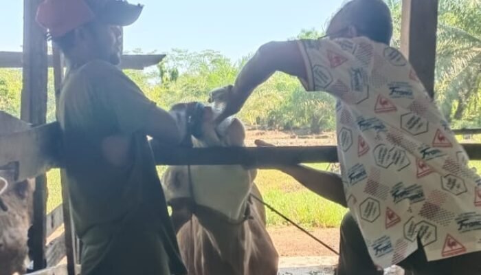 Sambas Masih Zero Kasus PMK, Dinas PPKH Minta Peternak Tetap Waspada