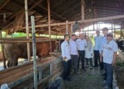 Kadis PPKH Sambas Hendy Wijaya Monitoring Kesehatan Sapi Banmas Presiden di Desa Mensere