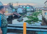 Kumpai dan Eceng Gondok Penuhi Sungai Jalan Pancasila Pinyuh, Pipa Air Warga Rusak