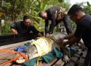 Buaya yang dievakuasi Balai PK Pontianak di Jelu Air Sambas.
