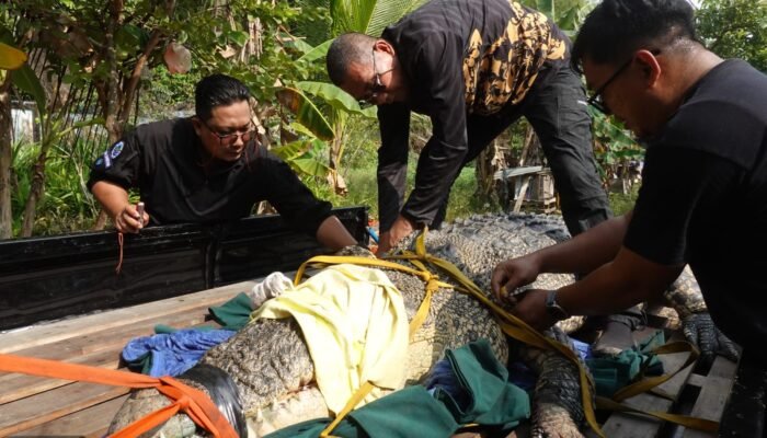 Buaya Raksasa di Jelu Air Sambas, Terbesar yang Pernah Ditangani Balai PK Pontianak